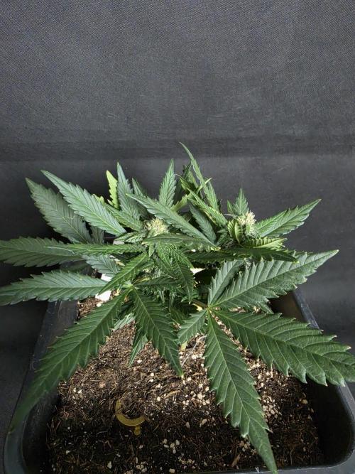 Purple lemonade auto. Week 6