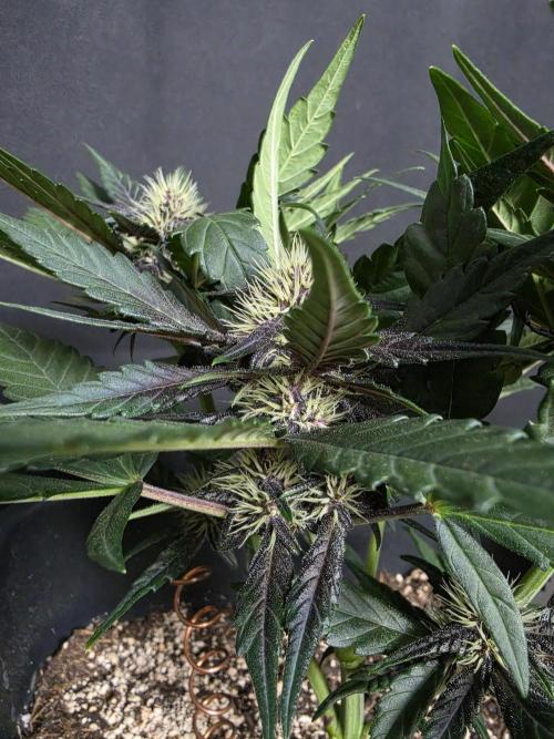 Purple lemonade auto. Week 6