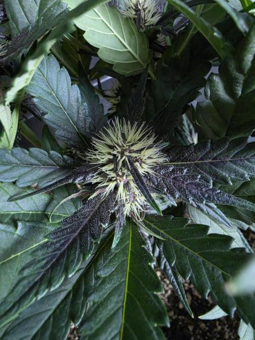 Purple lemonade auto. Week 6