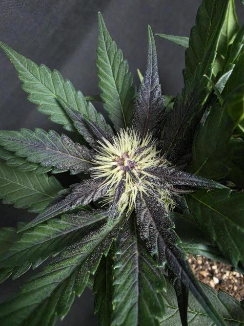 Purple lemonade auto. Week 6