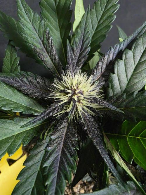 Purple lemonade auto. Week 6