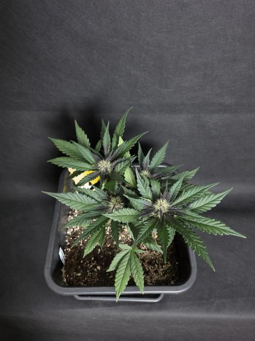 Purple lemonade auto. Week 6