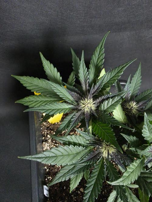 Purple lemonade auto. Week 6