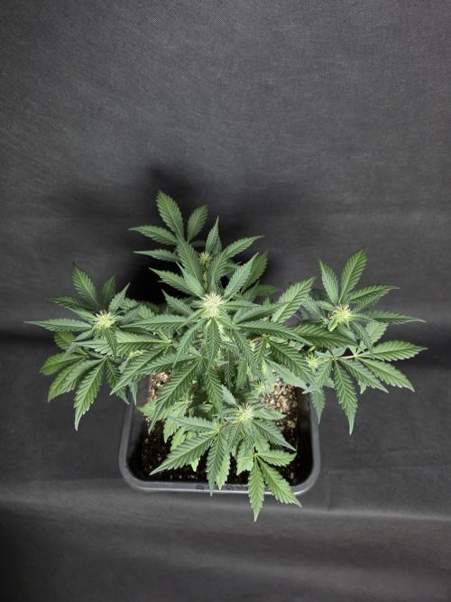 Diablo delight xxl auto. Week 5