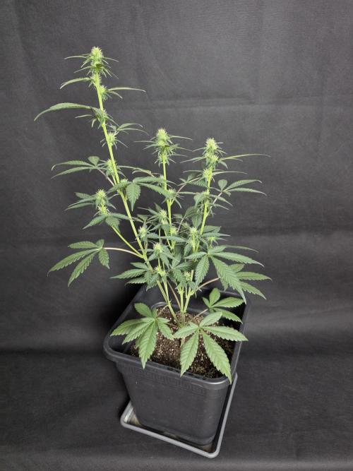 Diablo delight xxl auto. Week 5