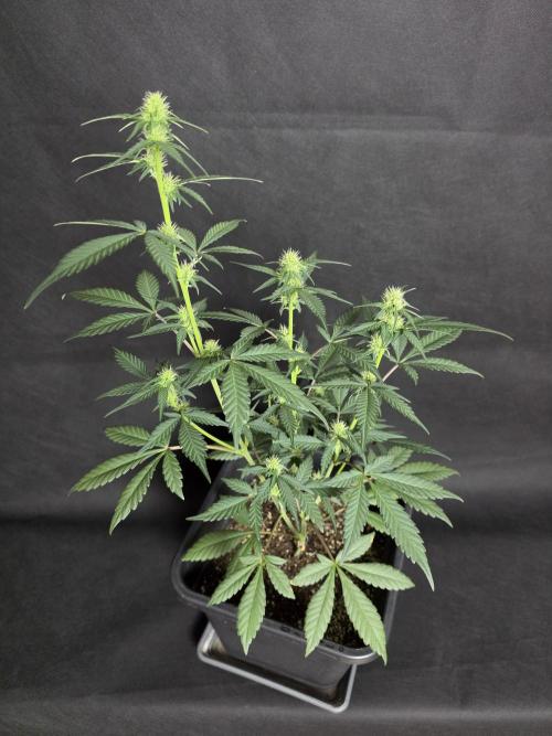 Diablo delight xxl auto. Week 5