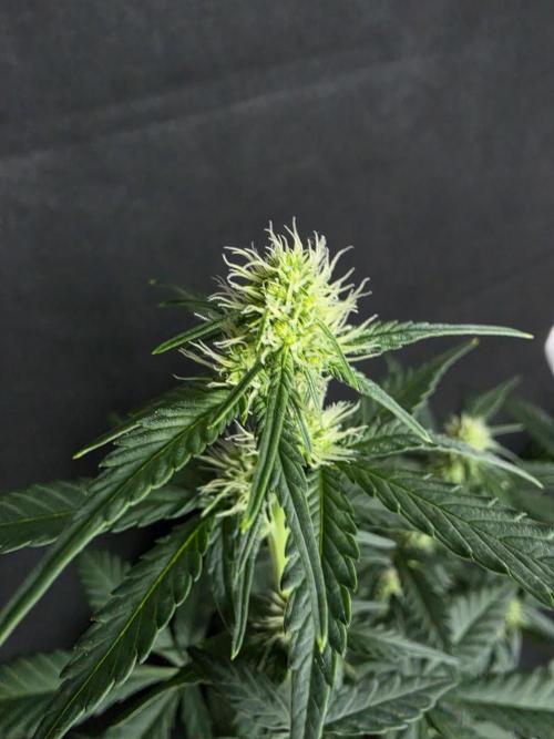 Diablo delight xxl auto. Week 5