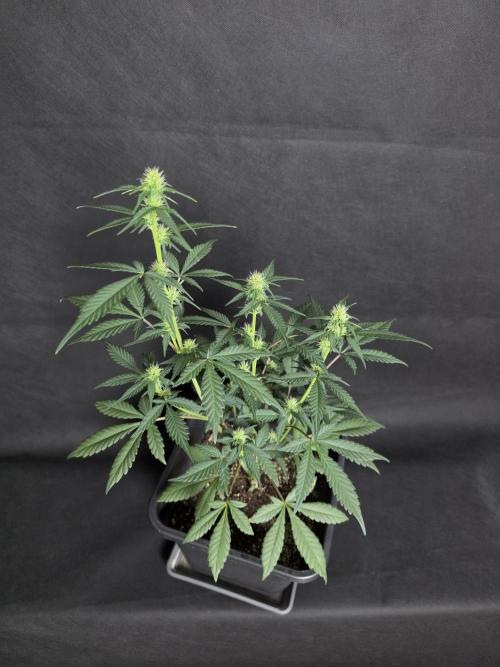 Diablo delight xxl auto. Week 5