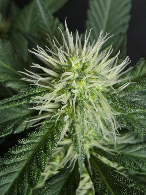 Diablos Delight's XL Auto. Week 5