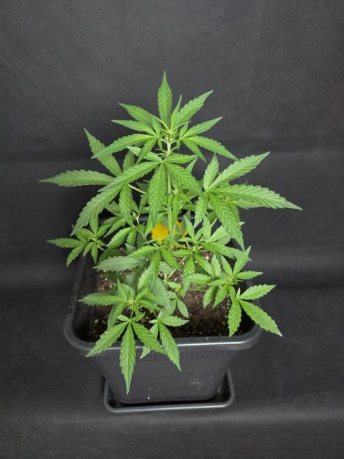Glue Gelato auto. Week 6