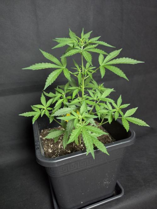 Glue Gelato auto. Week 6