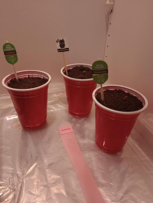 Growbox420. Week 0 - 19-21/12/2025

2 dni od umieszczenia kiełek w pojemniczkach z ziemią. 

