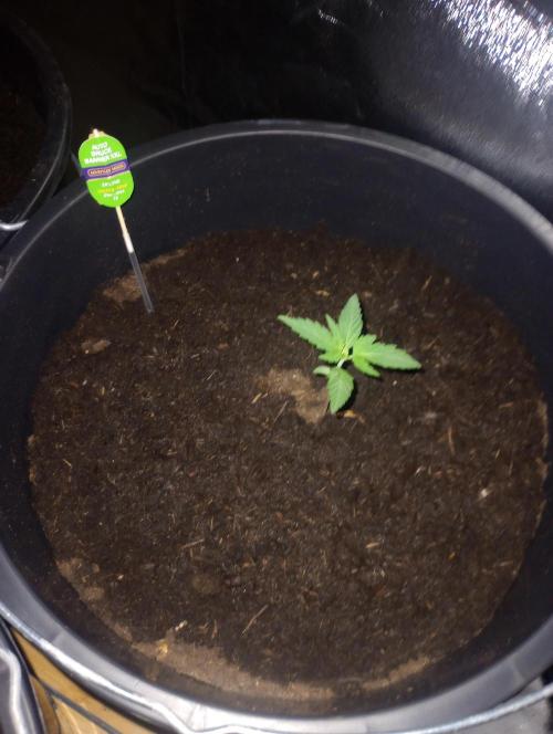 Growbox420. Week 2
