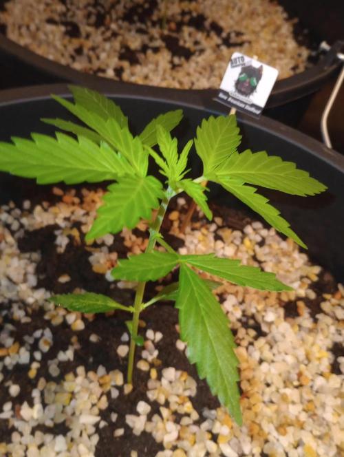 Growbox420. Week 4