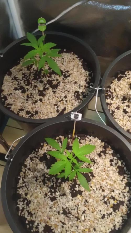 Growbox420