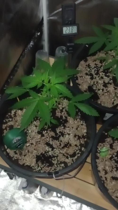 Growbox420