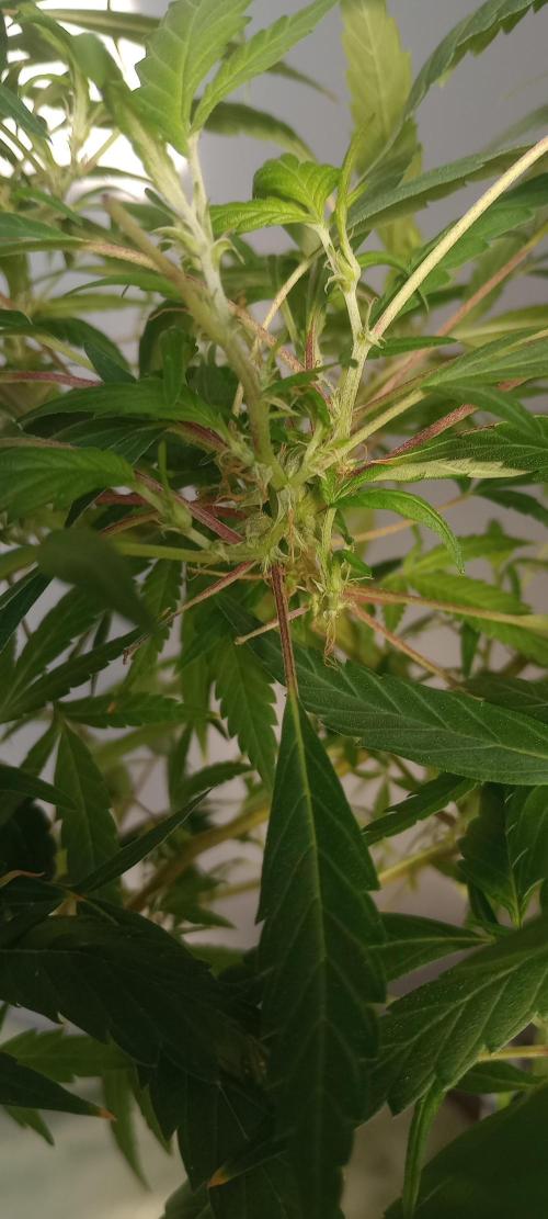 D1kke_Zwaar_Rook_420