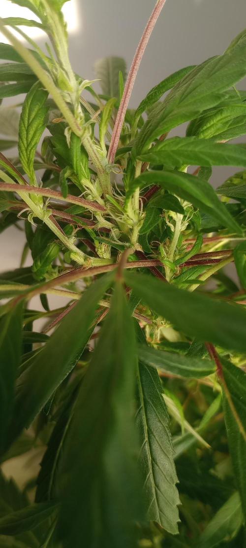 D1kke_Zwaar_Rook_420