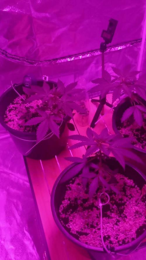 Growbox420