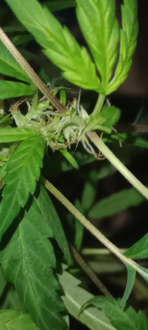 D1kke_Zwaar_Rook_420