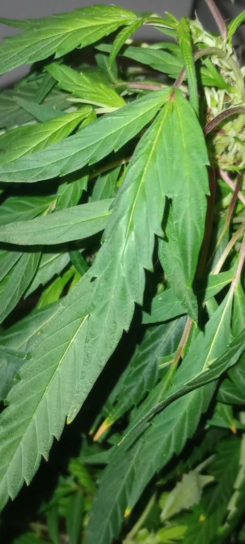 D1kke_Zwaar_Rook_420