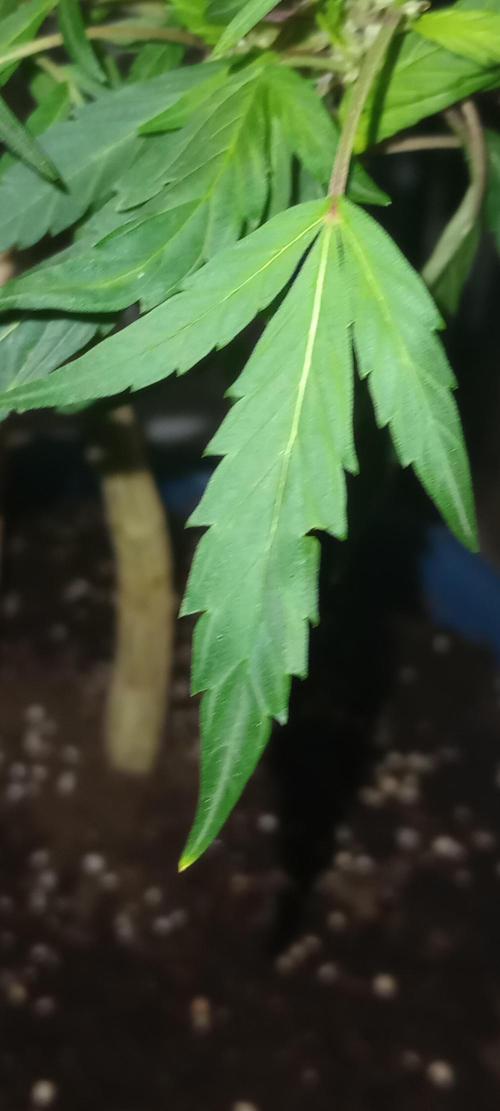 D1kke_Zwaar_Rook_420