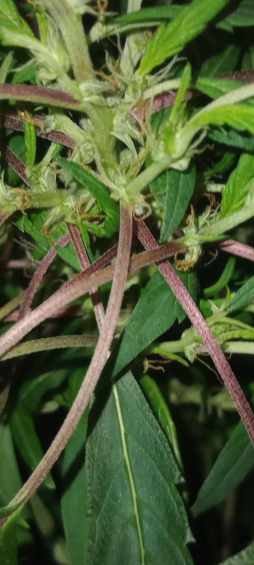 D1kke_Zwaar_Rook_420