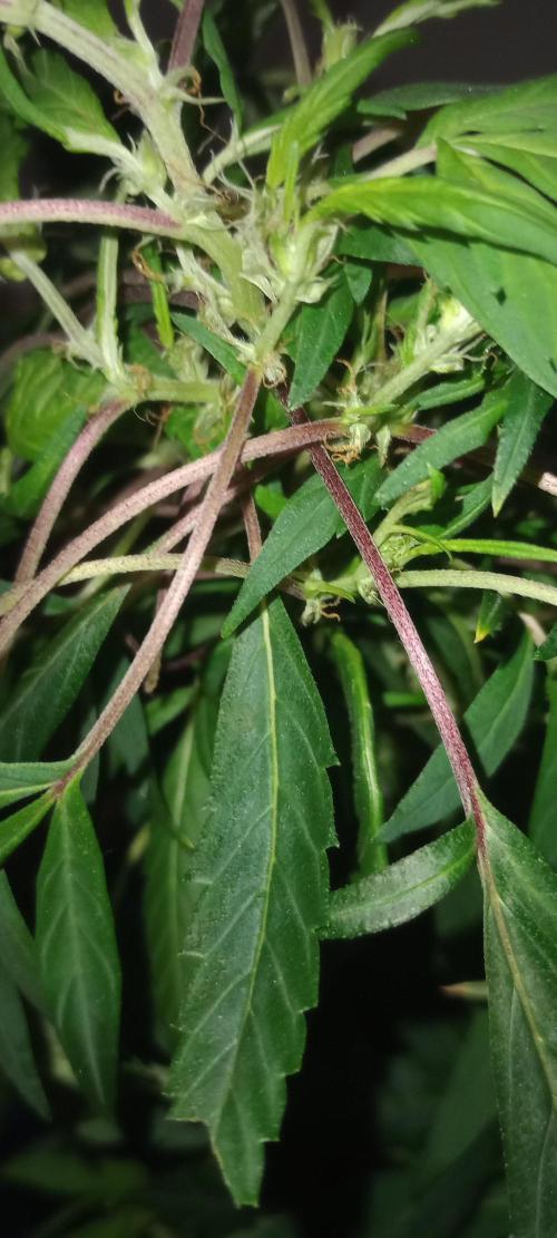 D1kke_Zwaar_Rook_420