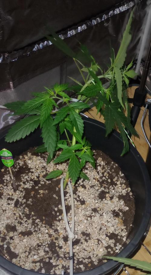Growbox420. Week 6