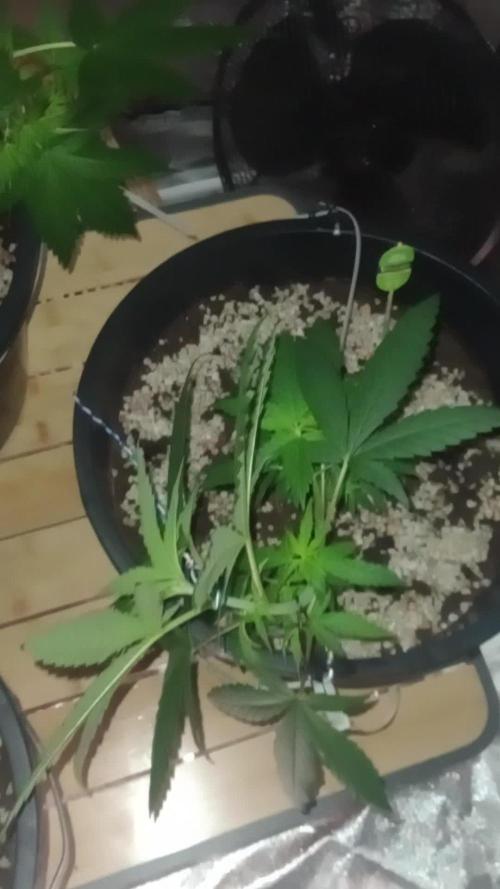 Growbox420
