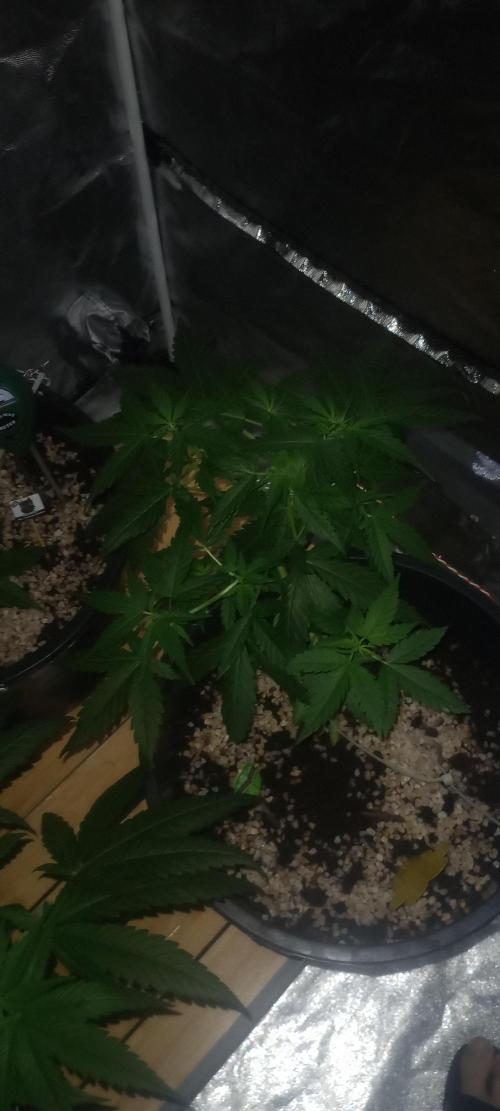Growbox420. Week 7