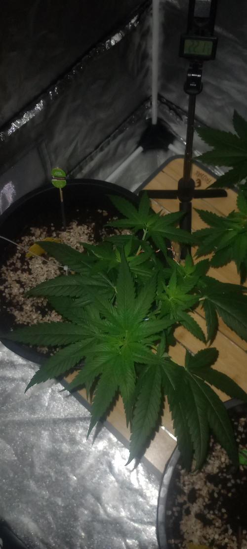 Growbox420. Week 7