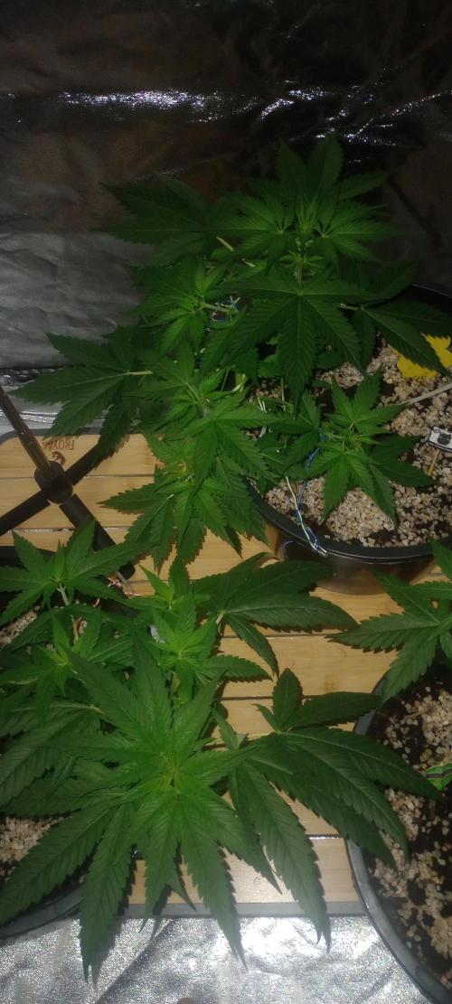Growbox420. Week 7
