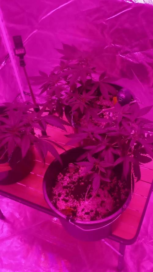 Growbox420