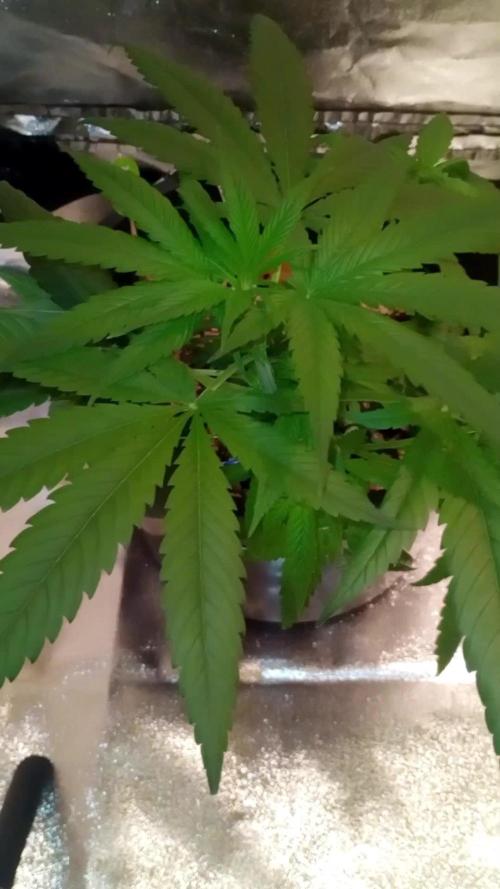 GrowDiary #1 ( Autoflowers )