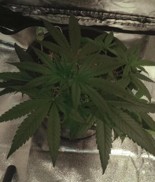 Growbox420. Week 7 - Apple Fritter 