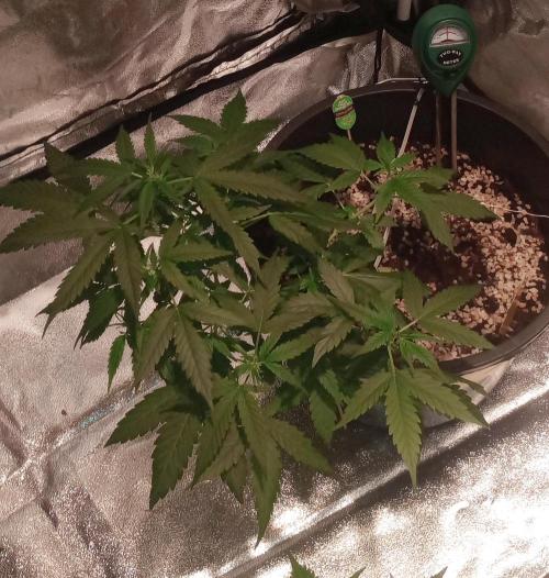 Growbox420. Week 7 - Bruce Banner XXL 