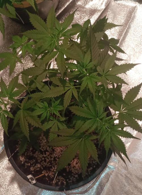 Growbox420. Week 7 - Auto American Stafford 