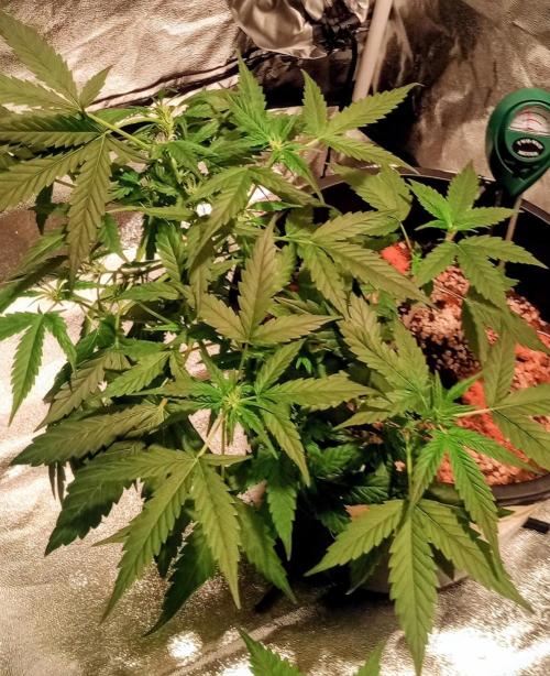 GrowDiary #1 ( Autoflowers ). Week 8
