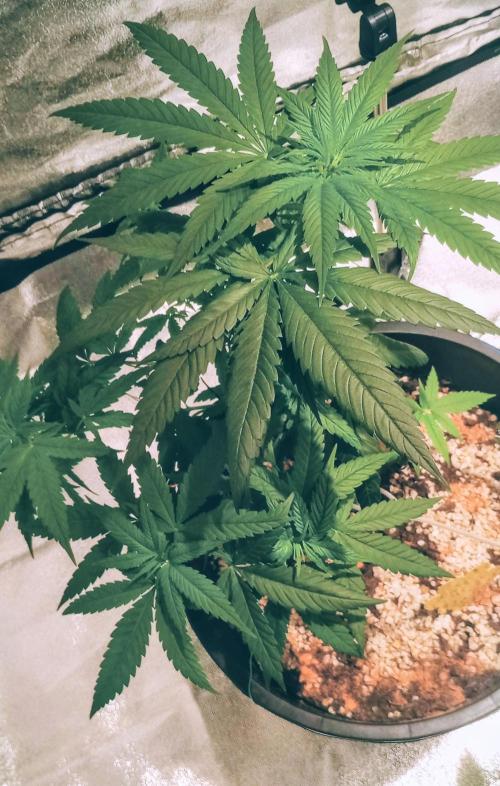 GrowDiary #1 ( Autoflowers ). Week 8