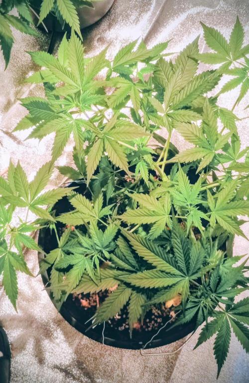 GrowDiary #1 ( Autoflowers ). Week 8