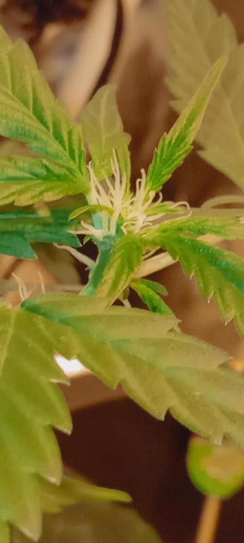 GrowDiary #1 ( Autoflowers ). Week 8