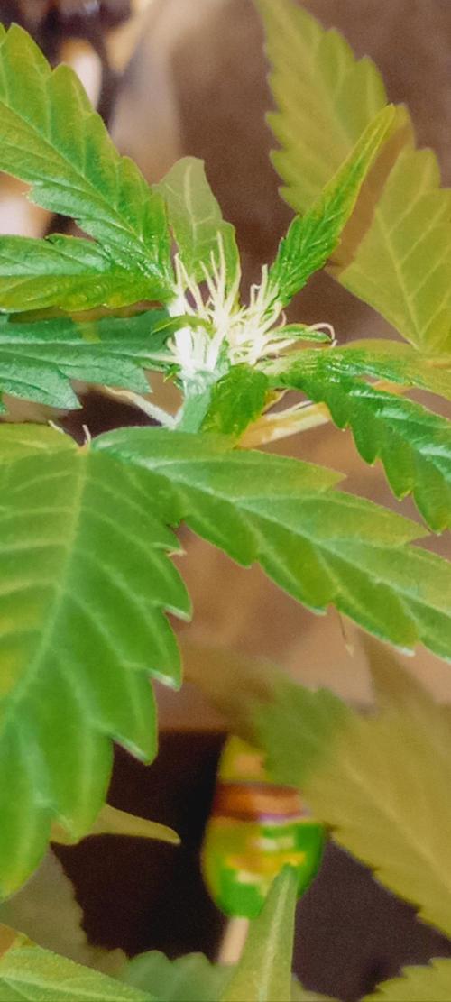 GrowDiary #1 ( Autoflowers ). Week 8