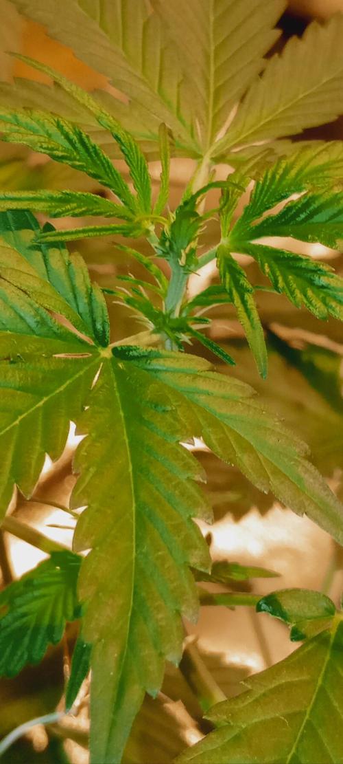 GrowDiary #1 ( Autoflowers ). Week 8