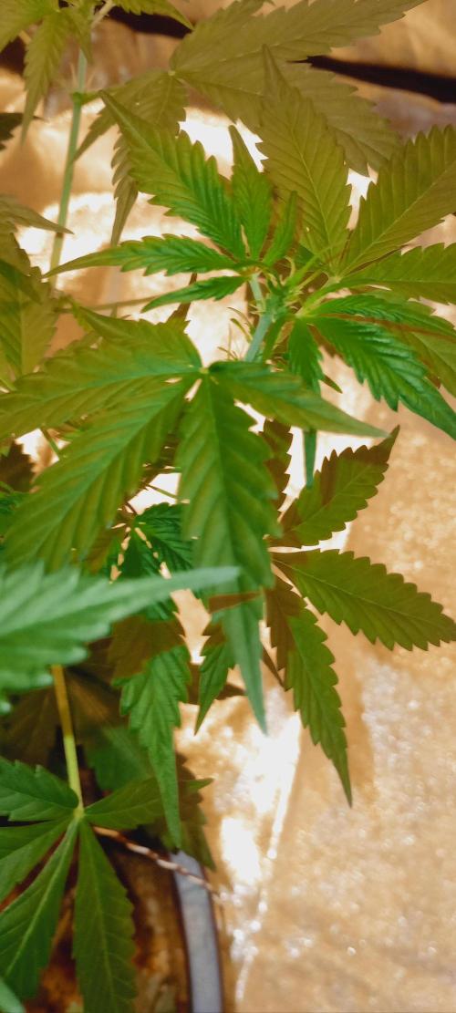 GrowDiary #1 ( Autoflowers ). Week 8