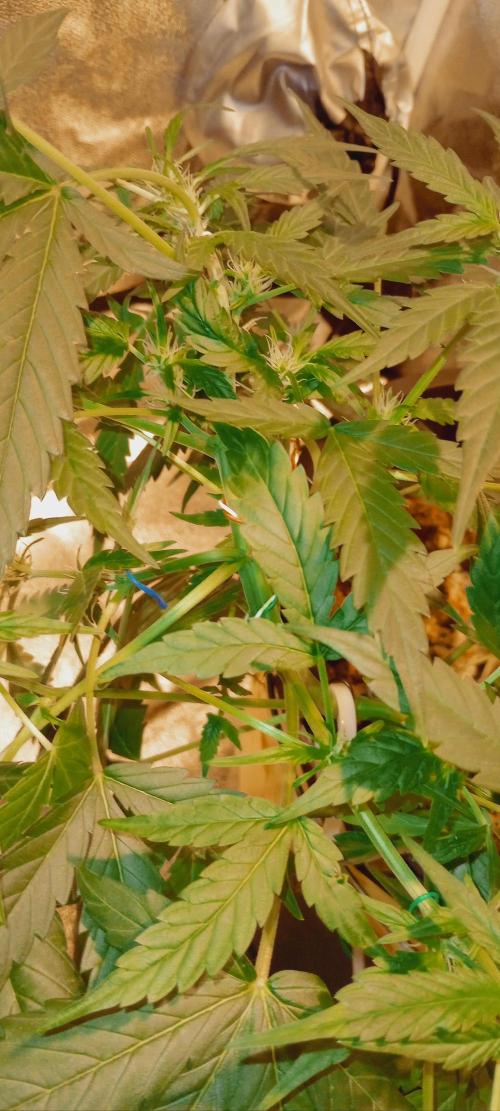 GrowDiary #1 ( Autoflowers ). Week 8