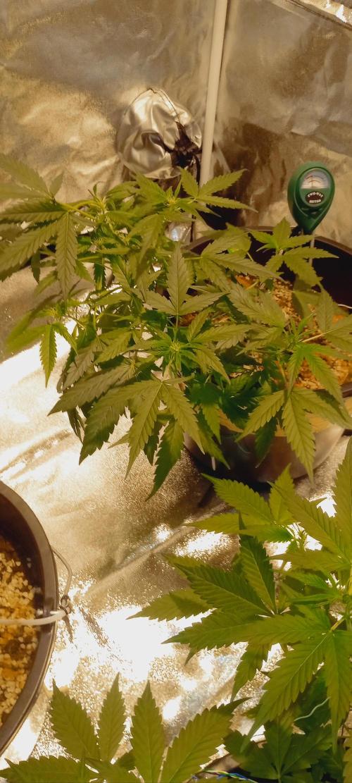 GrowDiary #1 ( Autoflowers ). Week 8