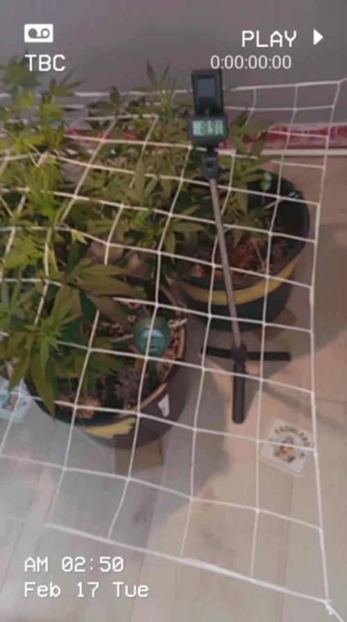 GrowDiary #1 ( Autoflowers )