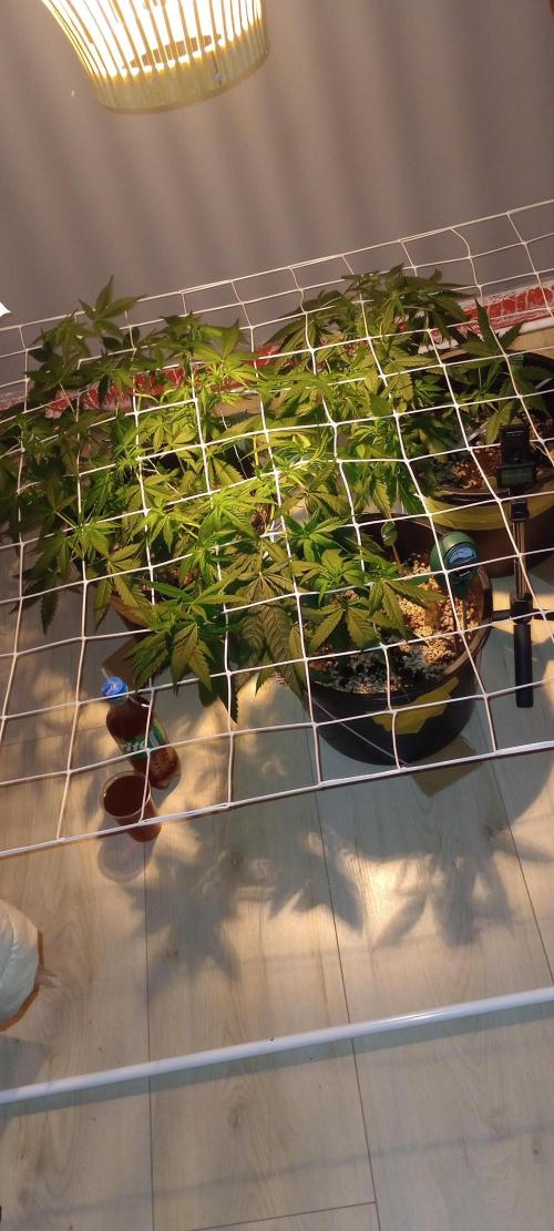 GrowDiary #1 ( Autoflowers ). Week 9