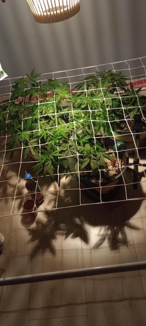 GrowDiary #1 ( Autoflowers ). Week 9